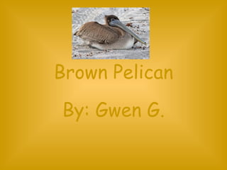 Brown Pelican By: Gwen G. 