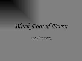 Black Footed Ferret By: Hunter R. 