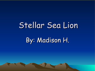 Stellar Sea Lion By: Madison H. 