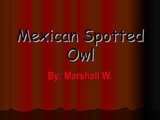 Mexican Spotted Owl By: Marshall W. 