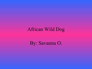 African Wild Dog By: Savanna O. 