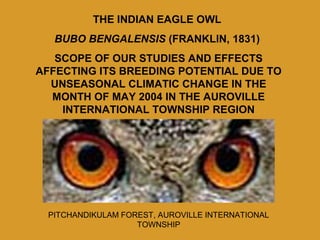 THE INDIAN EAGLE OWL
BUBO BENGALENSIS (FRANKLIN, 1831)
SCOPE OF OUR STUDIES AND EFFECTS
AFFECTING ITS BREEDING POTENTIAL DUE TO
UNSEASONAL CLIMATIC CHANGE IN THE
MONTH OF MAY 2004 IN THE AUROVILLE
INTERNATIONAL TOWNSHIP REGION
PITCHANDIKULAM FOREST, AUROVILLE INTERNATIONAL
TOWNSHIP
 