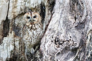 An owl being one with Mother Nature