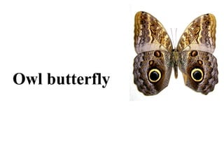 Owl butterfly 