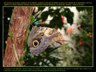De acuerdo con la teoría Batesian de la imitación. el patrón en las alas de Caligo se parece a la cabeza de un depredador, como un
lagarto o un anfibio. Deberían disuadir a los depredadores mientras descansan, se alimentan, aparean, o salen de la pupa.
According to the Batesian mimicry theory the pattern on the wings of Caligo resemble the head of a predator like a lizard or an
amphibian. It should deter predators while resting, feeding, mating, or emerging from the pupa.
 