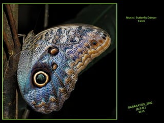 Music: Butterfly Dance-
Yanni
GARABATOS_2002
(A.S.B.)
2015
 