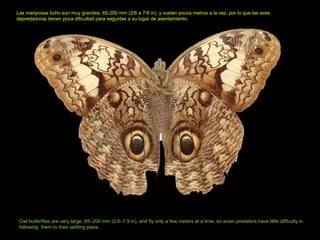 Owl butterflies are very large, 65–200 mm (2.6–7.9 in), and fly only a few meters at a time, so avian predators have little difficulty in
following them to their settling place.
Las mariposas búho son muy grandes, 65-200 mm (2/6 a 7/9 in), y vuelan pocos metros a la vez, por lo que las aves
depredadoras tienen poca dificultad para seguirlas a su lugar de asentamiento.
 