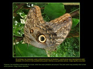 Sin embargo, las mariposas vuelan preferentemente en el atardecer, cuando pocas aves depredadoras están
alrededor. El nombre en latin posiblemente pueden referirse a sus períodos activos. Caligo significa oscuridad.
However, the butterflies preferentially fly in dusk, when few avian predators are around. The Latin name may possibly refer to their
active periods. Caligo means darkness.
 