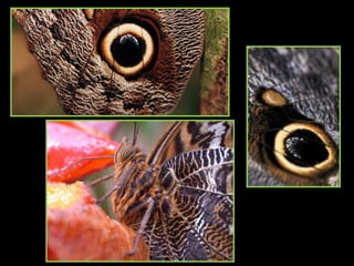 Owl butterfly. Mariposa búho