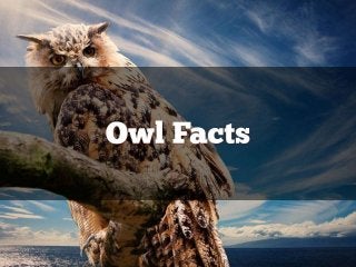 Owl Facts