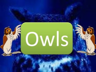 Owls
 