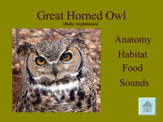 Great Horned Owl Anatomy Habitat Food Sounds ( Bubo virginianus) 