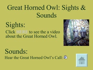 Great Horned Owl: Sights & Sounds Hear the Great Horned Owl’s Call:  Sights: Sounds: Click  HERE  to see the a video about the Great Horned Owl. 