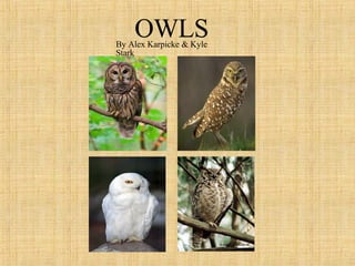 OWLS By Alex Karpicke & Kyle Stark  