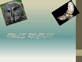 OWLS ROCK!!!
 
