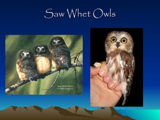 Saw Whet Owls 