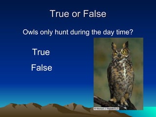 True or False Owls only hunt during the day time? True False 