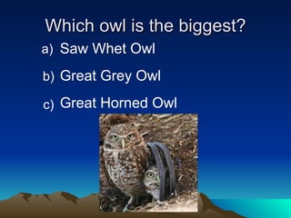 Which owl is the biggest? Saw Whet Owl Great Grey Owl Great Horned Owl b) c) a) 