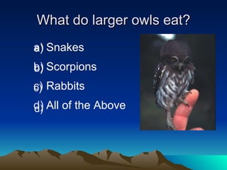 What do larger owls eat? Snakes Scorpions Rabbits All of the Above a) b) c) d) 