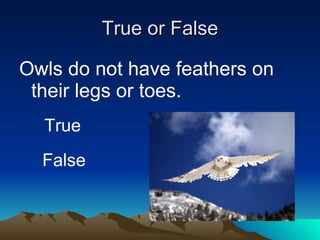 True or False Owls do not have feathers on their legs or toes. True False 