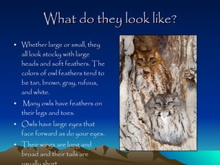 What do they look like? Whether large or small, they all look stocky with large heads and soft feathers. The colors of owl feathers tend to be tan, brown, gray, rufous, and white.  Many owls have feathers on their legs and toes.  Owls have large eyes that face forward as do your eyes.  Their wings are long and broad and their tails are usually short .  