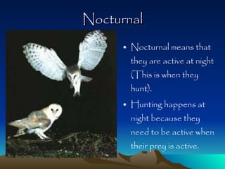 Nocturnal Nocturnal means that they are active at night (This is when they hunt). Hunting happens at night because they need to be active when their prey is active. 