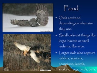   Food Owls eat food depending on what size they are. Small owls eat things like large insects or small rodents, like mice. Larger owls also capture rabbits, squirels, scorpions, lizards, snakes, frogs, birds, bats, and even fish.  