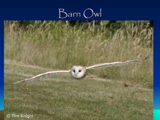 Barn Owl 