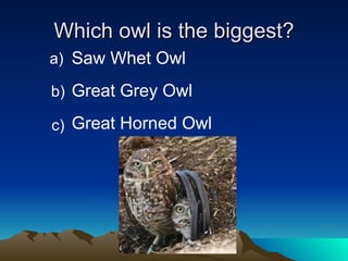 Owls Power Point