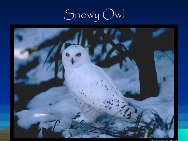 Snowy Owl Diet Facts And Statistics