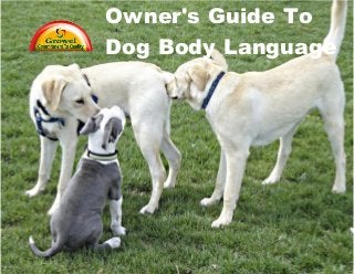 Owner's Guide To
Dog Body Language
 