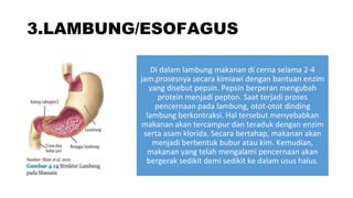 3.LAMBUNG/ESOFAGUS
Di dalam lambung makanan di cerna selama 2-4
jam.prosesnya secara kimiawi dengan bantuan enzim
yang disebut pepsin. Pepsin berperan mengubah
protein menjadi pepton. Saat terjadi proses
pencernaan pada lambung, otot-otot dinding
lambung berkontraksi. Hal tersebut menyebabkan
makanan akan tercampur dan teraduk dengan enzim
serta asam klorida. Secara bertahap, makanan akan
menjadi berbentuk bubur atau kim. Kemudian,
makanan yang telah mengalami pencernaan akan
bergerak sedikit demi sedikit ke dalam usus halus.
 