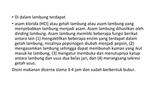 • Di dalam lambung terdapat
• asam klorida (HCl) atau getah lambung atau asam lambung yang
menyebabkan lambung menjadi asam. Asam lambung dihasilkan oleh
dinding lambung. Asam lambung memiliki beberapa fungsi berikut
antara lain (1) mengaktifkan beberapa enzim yang terdapat dalam
getah lambung, misalnya pepsinogen diubah menjadi pepsin, (2)
mengasamkan lambung sehingga dapat membunuh kuman yang ikut
masuk ke lambung, (3) mengatur membuka dan menutupnya katup
antara lambung dan usus dua belas jari, dan (4) merangsang sekresi
getah usus.
Disini makanan dicerna slama 3-4 jam dan sudah berbentuk bubur.
 