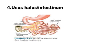 4.Usus halus/intestinum
 