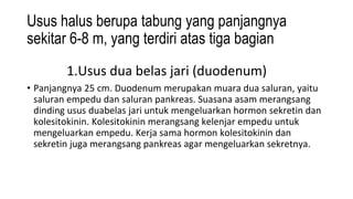 Usus halus berupa tabung yang panjangnya
sekitar 6-8 m, yang terdiri atas tiga bagian
1.Usus dua belas jari (duodenum)
• Panjangnya 25 cm. Duodenum merupakan muara dua saluran, yaitu
saluran empedu dan saluran pankreas. Suasana asam merangsang
dinding usus duabelas jari untuk mengeluarkan hormon sekretin dan
kolesitokinin. Kolesitokinin merangsang kelenjar empedu untuk
mengeluarkan empedu. Kerja sama hormon kolesitokinin dan
sekretin juga merangsang pankreas agar mengeluarkan sekretnya.
 