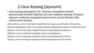 2.Usus Kosong (jejunum)
• Usus kosong panjangnya 7m. Jejenum merupakan tempat
pencernaaan terakhir sebelum sari-sari makanan diserap. Di dalam
jejenum, makanan mengalami pencernaan secara kimiawi oleh
enzim-enzim berikut :
❑Enterokinase, enzim ini berfungsi mengaktifkan tripsinogen yang dihasilkan oleh pankreas.
❑Erepsin (dipeptidase), enzim ini berfungsi mengubah dipeptida atau pepton menjadi asam amino.
❑Laktase, enzim ini berfungsi mengubah laktosa menjadi glukosa dan galaktosa.
❑Maltase, enzim ini berfungsi mengubah maltosa menjadi glukosa.
❑Sukrase, enzim ini berfungsi mengubah sukrosa menjadi glukosa dan fruktosa.
❑Lipase, enzim ini berfungsi mengubah lemak menjadi gliserol dan asam lemak.
 