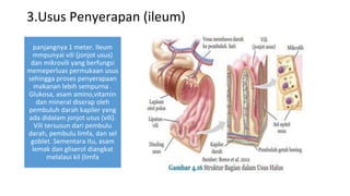3.Usus Penyerapan (ileum)
panjangnya 1 meter. Ileum
mmpunyai vili (jonjot usus)
dan mikrovili yang berfungsi
memeperluas permukaan usus
sehingga proses penyerapaan
makanan lebih sempurna .
Glukosa, asam amino,vitamin
dan mineral diserap oleh
pembuluh darah kapiler yang
ada didalam jonjot usus (vili).
Vili tersusun dari pembulu
darah, pembulu limfa, dan sel
goblet. Sementara itu, asam
lemak dan gliserol diangkat
melalaui kil (limfa
 