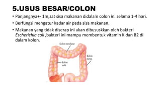 5.USUS BESAR/COLON
• Panjangnya+- 1m,zat sisa makanan didalam colon ini selama 1-4 hari.
• Berfungsi mengatur kadar air pada sisa makanan.
• Makanan yang tidak diserap ini akan dibususkkan oleh bakteri
Escherichia coli ,bakteri ini mampu membentuk vitamin K dan B2 di
dalam kolon.
 