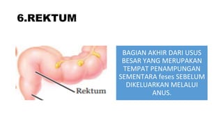 6.REKTUM
BAGIAN AKHIR DARI USUS
BESAR YANG MERUPAKAN
TEMPAT PENAMPUNGAN
SEMENTARA feses SEBELUM
DIKELUARKAN MELALUI
ANUS.
 