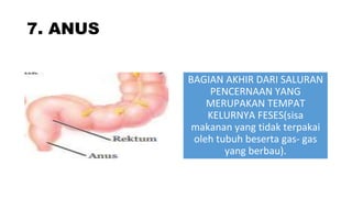 7. ANUS
BAGIAN AKHIR DARI SALURAN
PENCERNAAN YANG
MERUPAKAN TEMPAT
KELURNYA FESES(sisa
makanan yang tidak terpakai
oleh tubuh beserta gas- gas
yang berbau).
 