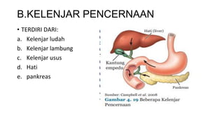 B.KELENJAR PENCERNAAN
• TERDIRI DARI:
a. Kelenjar ludah
b. Kelenjar lambung
c. Kelenjar usus
d. Hati
e. pankreas
 