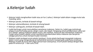 a.Kelenjar ludah
• Kelenjar ludah menghasilkan ludah atau air liur ( saliva ). Kelenjar ludah dalam rongga mulut ada
3 pasang, yaitu:
• Kelenjar parotis, terletak di bawah telinga
• Kelenjar submandibulavis, terletak di rahang bawah
• Kelenjar sublingualis, terletak di bawah lidah.
• Ludah berfungsi untuk memudahkan penelanan makanan. Selain itu, ludah juga melindungi
selaput mulut terhadap panas, dingin, asam, dan basah. Rangsang untuk pembentukan saliva (air
liur) adalah: adanya makanan dalam mulut, dan melihat, mencium dan memikirkan makanan.
Fungsi saliva (ludah) adalah untuk membantu pembentukan bolus makanan dan berperan
sebagai pelumas untuk mempermudah menelan.
• Didalam ludah terdapat enzim ptialin (amilase). Enzim ptialin berfungsi mengubah makanan
dalam mulut yang mengandung zat karbohidrat (amilum) menjadi gula sederhana (maltosa).
Maltosa mudah di cerna oleh organ pencernaan selanjutnya. Enzim ptialin bekeja dengan baik
pada PH antara 6,8 - 7 dan suhu 37oC
 