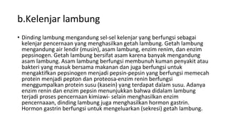 b.Kelenjar lambung
• Dinding lambung mengandung sel-sel kelenjar yang berfungsi sebagai
kelenjar pencernaan yang menghasilkan getah lambung. Getah lambung
mengandung air lendir (musin), asam lambung, enzim renim, dan enzim
pepsinogen. Getah lambung bersifat asam karena banyak mengandung
asam lambung. Asam lambung berfungsi membunuh kuman penyakit atau
bakteri yang masuk bersama makanan dan juga berfungsi untuk
mengaktifkan pepsinogen menjadi pepsin-pepsin yang berfungsi memecah
protein menjadi pepton dan proteosa-enzim renin berfungsi
menggumpalkan protein susu (kasein) yang terdapat dalam susu. Adanya
enzim renin dan enzim pepsin menunjukkan bahwa didalam lambung
terjadi proses pencernaan kimiawi- selain menghasilkan enzim
pencernaaan, dinding lambung juga menghasilkan hormon gastrin.
Hormon gastrin berfungsi untuk mengeluarkan (sekresi) getah lambung.
 