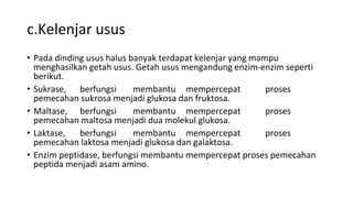 c.Kelenjar usus
• Pada dinding usus halus banyak terdapat kelenjar yang mampu
menghasilkan getah usus. Getah usus mengandung enzim-enzim seperti
berikut.
• Sukrase, berfungsi membantu mempercepat proses
pemecahan sukrosa menjadi glukosa dan fruktosa.
• Maltase, berfungsi membantu mempercepat proses
pemecahan maltosa menjadi dua molekul glukosa.
• Laktase, berfungsi membantu mempercepat proses
pemecahan laktosa menjadi glukosa dan galaktosa.
• Enzim peptidase, berfungsi membantu mempercepat proses pemecahan
peptida menjadi asam amino.
 