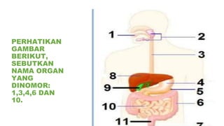 PERHATIKAN
GAMBAR
BERIKUT,
SEBUTKAN
NAMA ORGAN
YANG
DINOMOR:
1,3,4,6 DAN
10.
 