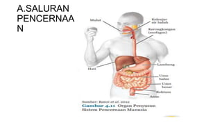 A.SALURAN
PENCERNAA
N
 