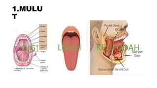 1.MULU
T
GIGI LIDAH KEL.LUDAH
 
