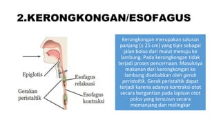 2.KERONGKONGAN/ESOFAGUS
Kerongkongan merupakan saluran
panjang (± 25 cm) yang tipis sebagai
jalan bolus dari mulut menuju ke
lambung. Pada kerongkongan tidak
terjadi proses pencernaan. Masuknya
makanan dari kerongkongan ke
lambung disebabkan oleh gerak
peristaltik. Gerak peristaltik dapat
terjadi karena adanya kontraksi otot
secara bergantian pada lapisan otot
polos yang tersusun secara
memanjang dan melingkar
 