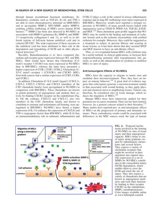 through human recombinant basement membranes. In-
ﬂammatory cytokines such as TGF-b1, IL-1b, and TNF-a
are able to exert chemoattractive potential on hBM-MSCs
and to up-regulate MMP-2, MT1-MMP, and/or MMP-9,
enabling cellular trafﬁcking of MSCs across human ECM
barriers.118
MMP-2 has been also detected in WJ-MSCs in
association with MMP-9 (gelatinase B), MMP-8, and MMP-
13 (respectively collagenase-1 and -2), as well as in dif-
ferent regions of full-term human umbilical cord and in
cultured HUVEC. The wide expression of these enzymes in
the umbilical cord has been attributed to their role in the
degradation and remodeling of ECM and in other physio-
logical processes.128
Recently, Balasubramanian et al. have compared che-
mokine and receptor gene expression between WJ- and BM-
MSCs. Their results have shown that Chemokine (C-C
motif ) receptor 3 (CCR3) was more expressed in WJ-MSCs
than in BM-MSCs; whereas the latter have presented a
higher expression of CCR1, CCR7, CCRL2, Chemokine (C-
X3-C motif ) receptor 1 (CX3CR1), and CXCR5. MSCs
from both sources had a similar expression of CCR5, CCR6,
and CCRL1.
In addition, Chemokine (C-X-C motif ) ligand 1 (CXCL1),
CXCL2, CXCL5, CXCL6, and CXCL8 (members of the
CXC chemokine family) were up-regulated in WJ-MSCs in
comparison with BM-MSCs. These chemokines are known
as potent promoters of angiogenesis and mediate their ac-
tivity by binding CXCR2 receptor on the endothelium (Fig.
4). On the contrary, CXCL12 and CXCL13, also two
members of the CXC chemokine family and known to
contribute to immune and nonimmune cell homing, were up-
regulated in BM-MSCs. WJ-MSCs have shown a higher
expression of IL-1A (enhance the expression of CXCL8) and
TNF-a (angiogenic factor) than BM-MSCs; while IL16 (has
an immunomodulatory role in asthmatic inﬂammation) and
CCRL12 (plays a role in the control of airway inﬂammatory
response and in lung DC trafﬁcking) were more expressed in
BM-MSCs. Moreover, results have reported a stronger ex-
pression, in WJ-MSCs, of many growth factors linked with
angiogenesis such as VEGF-D, PDGF-AA, TGF-b2, b-FGF,
and HGF.116
Their chemokine gene proﬁle suggests that WJ-
MSCs may be useful in the healing and treatment of ische-
mic lesions such as the ischemic myocardium, with cerebral
ischemia for example. Moreover, they could be suggested as
a treatment to reduce or prevent ﬁbrosis and scarring in
tissue lesions, as it has been shown that they secreted bFGF
and HGF (known to have an anti-ﬁbrotic effect).
Thus, ex vivo-expanded human MSCs with cytokines may
be a useful method, in clinical applications, to increase their
migration/homing potential after transplantation into pa-
tients, as well as the administration of cytokines to mobilize
MSCs to sites of injury.
Anti-tumourigenic Effects of WJ-MSCs
MSCs have the capacity to migrate to tumor sites and
modulate their microenvironment. Thus, they have an im-
pact on tumour behavior.129
A great deal of evidence sug-
gests that solid tumors generate a microenvironment similar
to that associated with wound healing, as they apply phys-
ical and chemical stress to neighboring tissues. Tumors can,
therefore, be considered sites of tissue damage, which in-
duces the migration of MSCs.130
Human MSCs have been intensively studied for their
potential use in cancer treatment. Their use has been limited,
however, by a general concern related to their biosafety.131
Many studies have reported pro- or anti-tumorigenic effects
of MSCs on the progression of primary and metastatic tu-
mours. These contradictory results could be associated with
differences in the MSC sources used, the type of tumour
FIG. 4. Proposed mecha-
nisms involved in the homing
of WJ-MSCs to sites of tissue
injury and their angiogenesis
capacity. MSCs home to site
of injury along gradients cre-
ated by inﬂammatory chemo-
kines and several factors.
They express a variety of
chemokine receptors that
might be involved in their
migration into injured sites.
The expression of a set of
MMPs by WJ-MSCs contrib-
utes to the extracellular matrix
(ECM) degradation, which
enables them to cross the
ECM and reach the site of
injury. They also express a
variety of chemokines that are
known as angiogenesis medi-
ators and exert their function
by binding to their receptor
CXCR2 on the endothelium.
MMPs, metalloproteinases.
Color images available online
at www.liebertpub.com/teb
IN SEARCH OF A NEW SOURCE OF MESENCHYMAL STEM CELLS 533
 