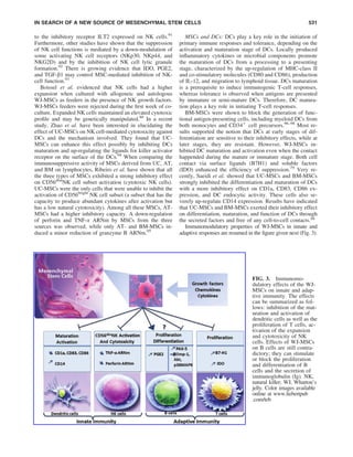 to the inhibitory receptor ILT2 expressed on NK cells.91
Furthermore, other studies have shown that the suppression
of NK cell functions is mediated by a down-modulation of
some activating NK cell receptors (NKp30, NKp44, and
NKG2D) and by the inhibition of NK cell lytic granule
formation.92
There is growing evidence that IDO, PGE2,
and TGF-b1 may control MSC-mediated inhibition of NK-
cell function.93
Boissel et al. evidenced that NK cells had a higher
expansion when cultured with allogeneic and autologous
WJ-MSCs as feeders in the presence of NK growth factors.
WJ-MSCs feeders were rejected during the ﬁrst week of co-
culture. Expanded NK cells maintained an elevated cytotoxic
proﬁle and may be genetically manipulated.88
In a recent
study, Zhao et al. have been interested in elucidating the
effect of UC-MSCs on NK cell-mediated cytotoxicity against
DCs and the mechanism involved. They found that UC-
MSCs can enhance this effect possibly by inhibiting DCs
maturation and up-regulating the ligands for killer activator
receptor on the surface of the DCs.94
When comparing the
immunosuppressive activity of MSCs derived from UC, AT,
and BM on lymphocytes, Ribeiro et al. have shown that all
the three types of MSCs exhibited a strong inhibitory effect
on CD56dim
NK cell subset activation (cytotoxic NK cells).
UC-MSCs were the only cells that were unable to inhibit the
activation of CD56bright
NK cell subset (a subset that has the
capacity to produce abundant cytokines after activation but
has a low natural cytotoxicity). Among all these MSCs, AT-
MSCs had a higher inhibitory capacity. A down-regulation
of perforin and TNF-a ARNm by MSCs from the three
sources was observed, while only AT- and BM-MSCs in-
duced a minor reduction of granzyme B ARNm.95
MSCs and DCs: DCs play a key role in the initiation of
primary immune responses and tolerance, depending on the
activation and maturation stage of DCs. Locally produced
inﬂammatory cytokines or microbial components promote
the maturation of DCs from a processing to a presenting
stage, characterized by the up-regulation of MHC-class II
and co-stimulatory molecules (CD80 and CD86), production
of IL-12, and migration to lymphoid tissue. DCs maturation
is a prerequisite to induce immunogenic T-cell responses,
whereas tolerance is observed when antigens are presented
by immature or semi-mature DCs. Therefore, DC matura-
tion plays a key role in initiating T-cell responses.
BM-MSCs were shown to block the generation of func-
tional antigen-presenting cells, including myeloid DCs from
both monocytes and CD34+
cell precursors.96–98
Most re-
sults supported the notion that DCs at early stages of dif-
ferentiation are sensitive to their inhibitory effects, while at
later stages, they are resistant. However, WJ-MSCs in-
hibited DC maturation and activation even when the contact
happended during the mature or immature stage. Both cell
contact via surface ligands (B7H1) and soluble factors
(IDO) enhanced the efﬁciency of suppression.79
Very re-
cently, Saeidi et al. showed that UC-MSCs and BM-MSCs
strongly inhibited the differentiation and maturation of DCs
with a more inhibitory effect on CD1a, CD83, CD86 ex-
pression, and DC endocytic activity. These cells also se-
verely up-regulate CD14 expression. Results have indicated
that UC-MSCs and BM-MSCs exerted their inhibitory effect
on differentiation, maturation, and function of DCs through
the secreted factors and free of any cell-to-cell contacts.99
Immunomodulatory properties of WJ-MSCs in innate and
adaptive responses are resumed in the ﬁgure given next (Fig. 3).
FIG. 3. Immunomo-
dulatory effects of the WJ-
MSCs on innate and adap-
tive immunity. The effects
can be summarized as fol-
lows: inhibition of the mat-
uration and activation of
dendritic cells as well as the
proliferation of T cells, ac-
tivation of the expansion
and cytotoxicity of NK
cells. Effects of WJ-MSCs
on B cells are still contra-
dictory; they can stimulate
or block the proliferation
and differentiation of B
cells and the secretion of
immunoglobulin (Ig). NK,
natural killer; WJ, Wharton’s
jelly. Color images available
online at www.liebertpub
.com/teb
IN SEARCH OF A NEW SOURCE OF MESENCHYMAL STEM CELLS 531
 